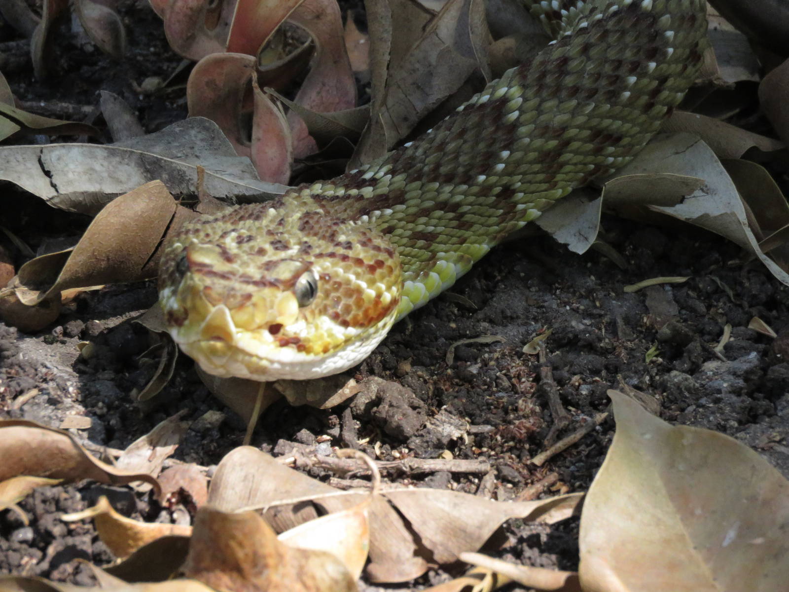 Mexican green rattlesnake