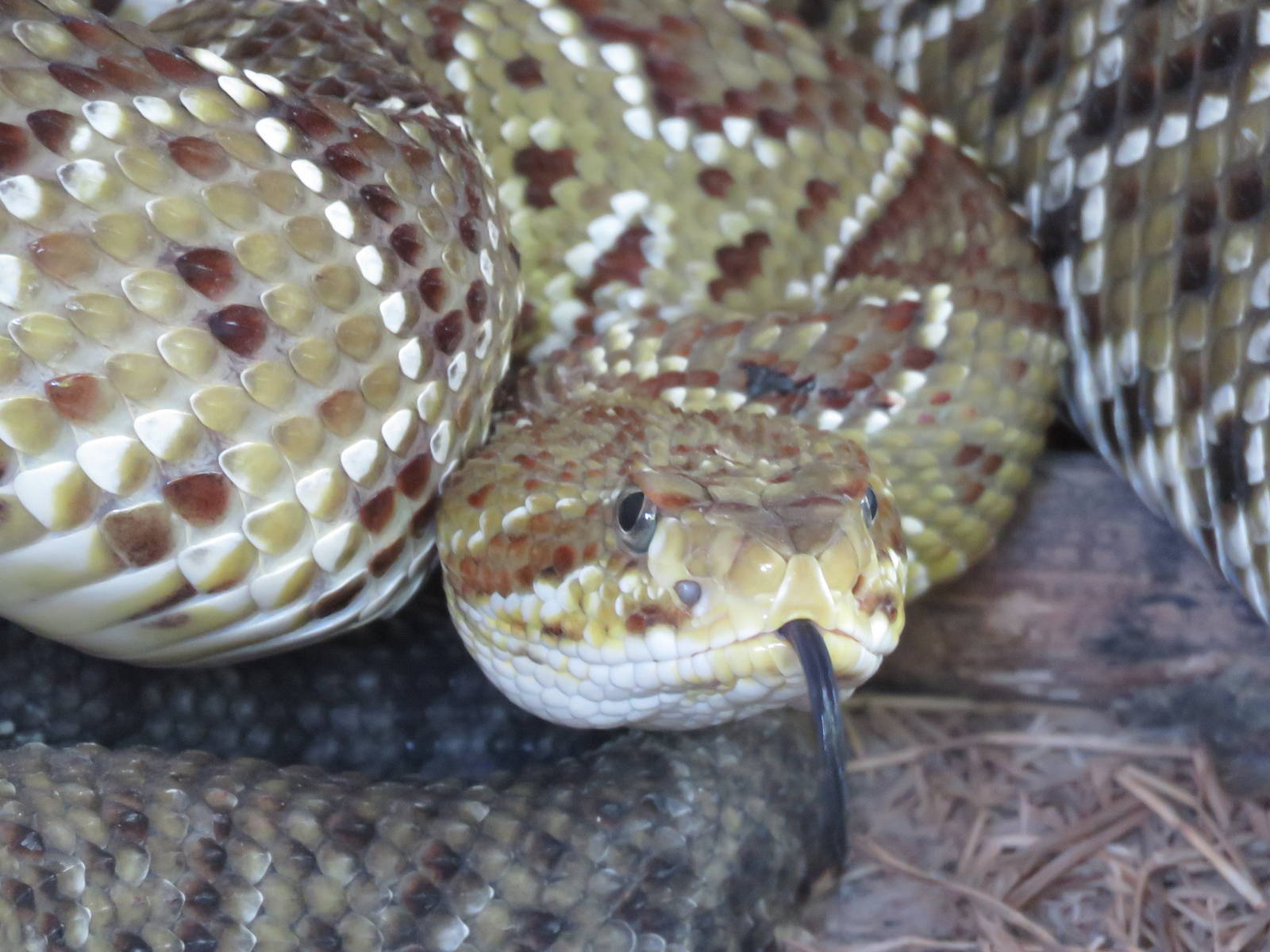 Mexican green rattlesnake