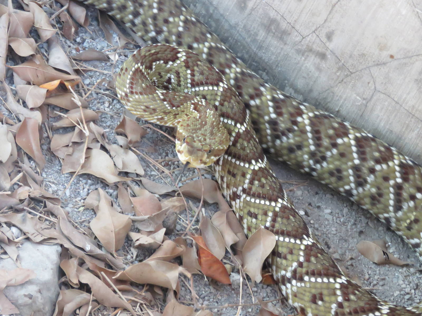 Mexican green rattlesnake