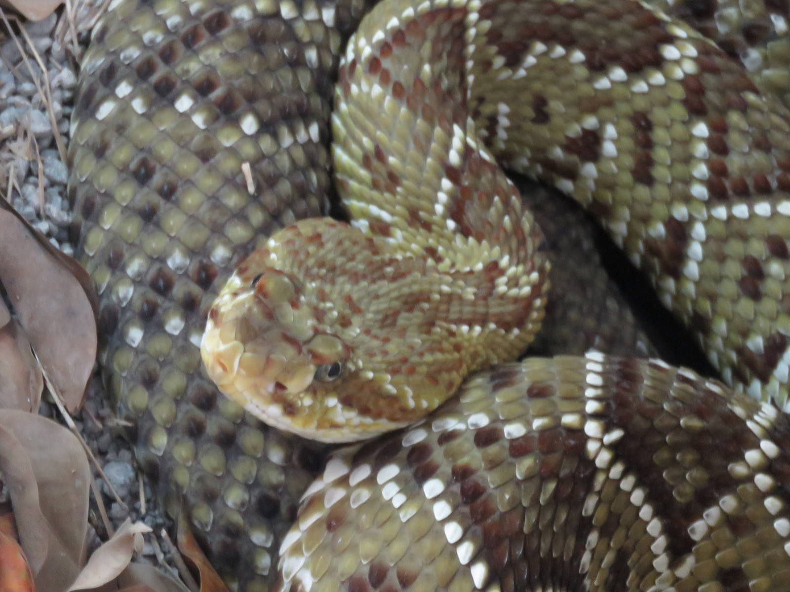 Mexican green rattlesnake