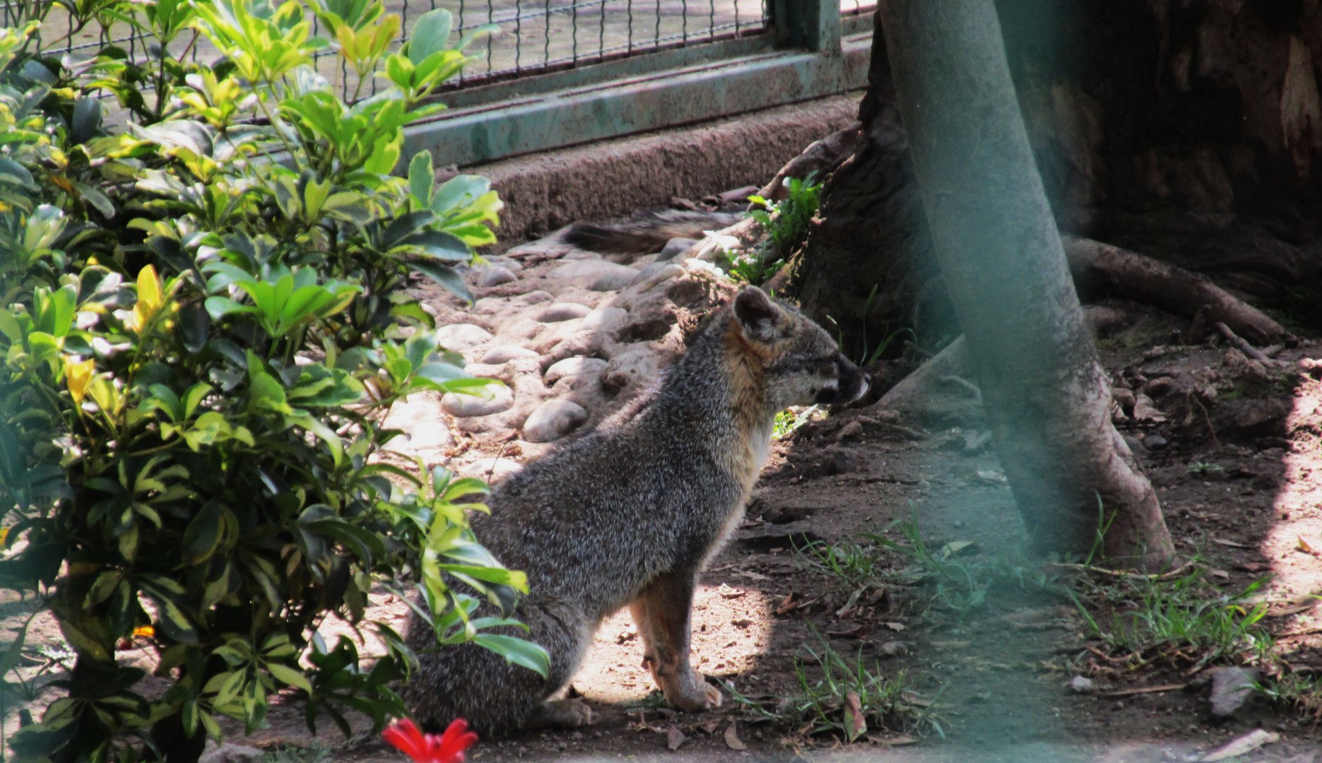 mexican grey fox