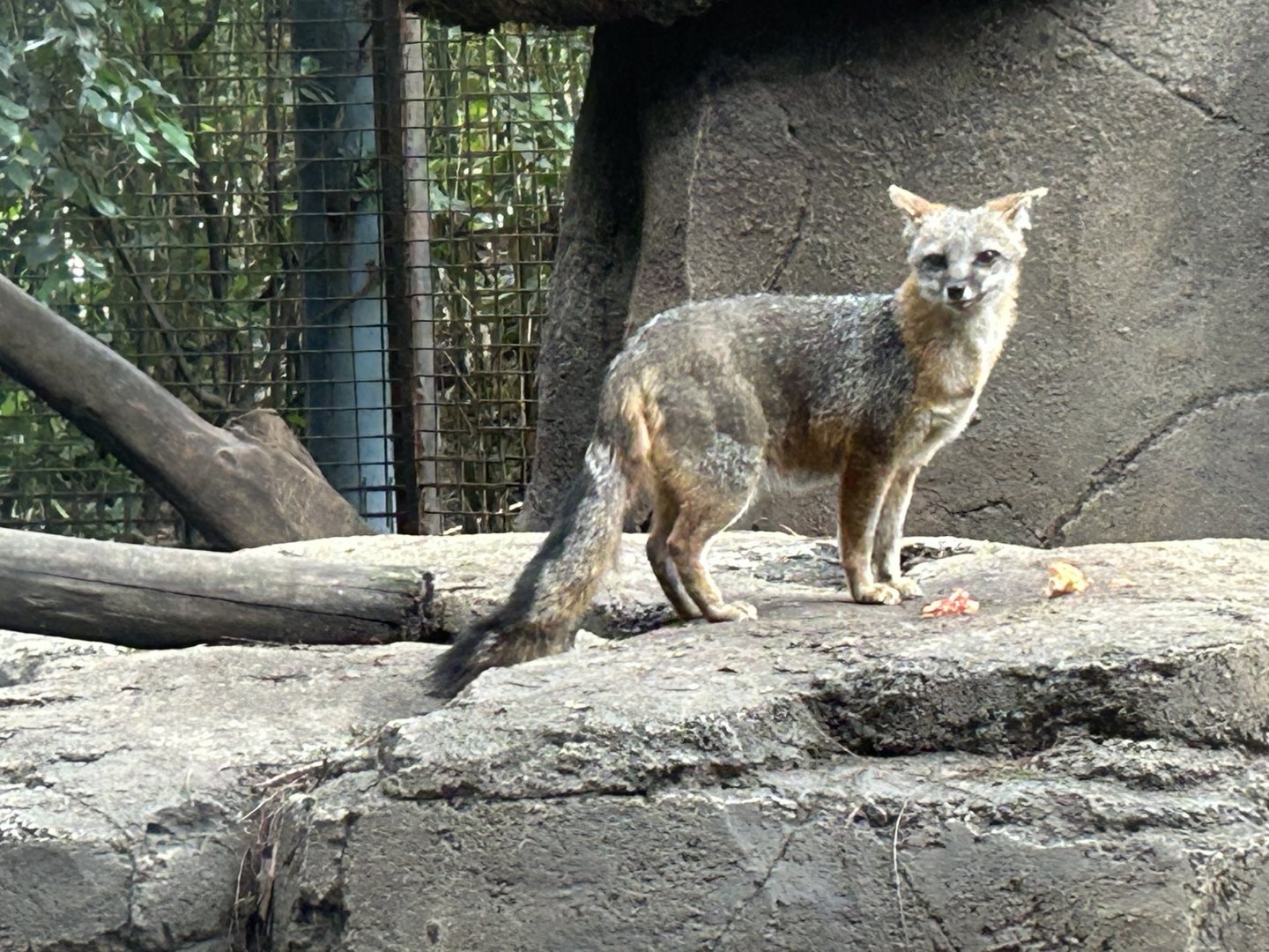 Mexican grey fox