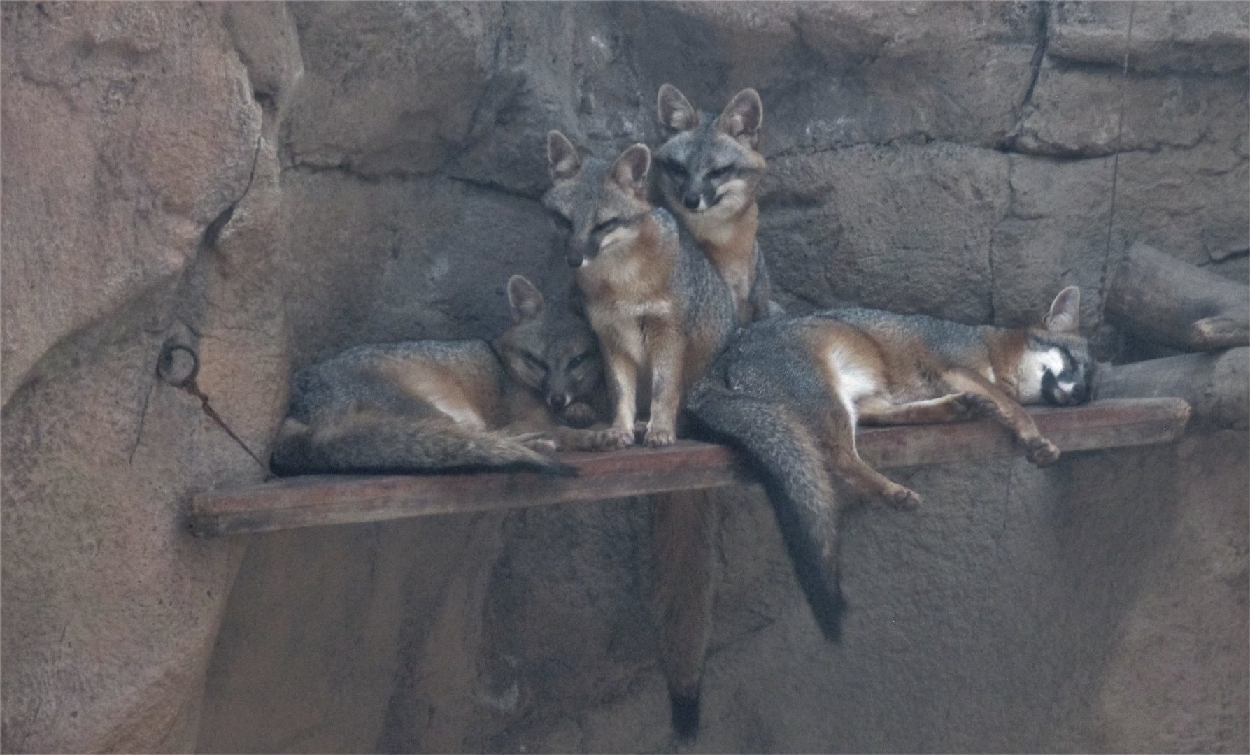 mexican grey foxes