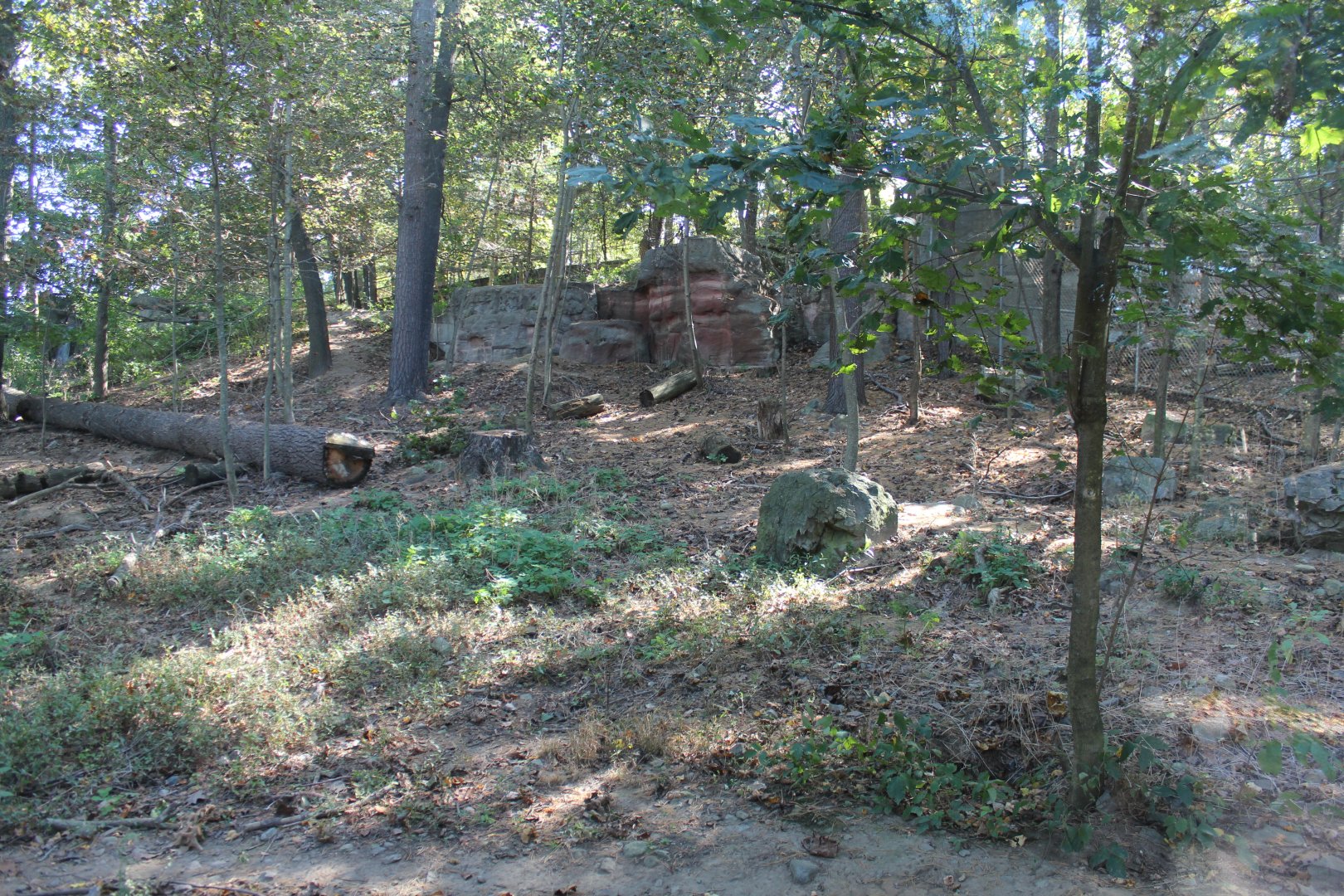 Mexican Grey Wolf Enclosure - Oct 2017