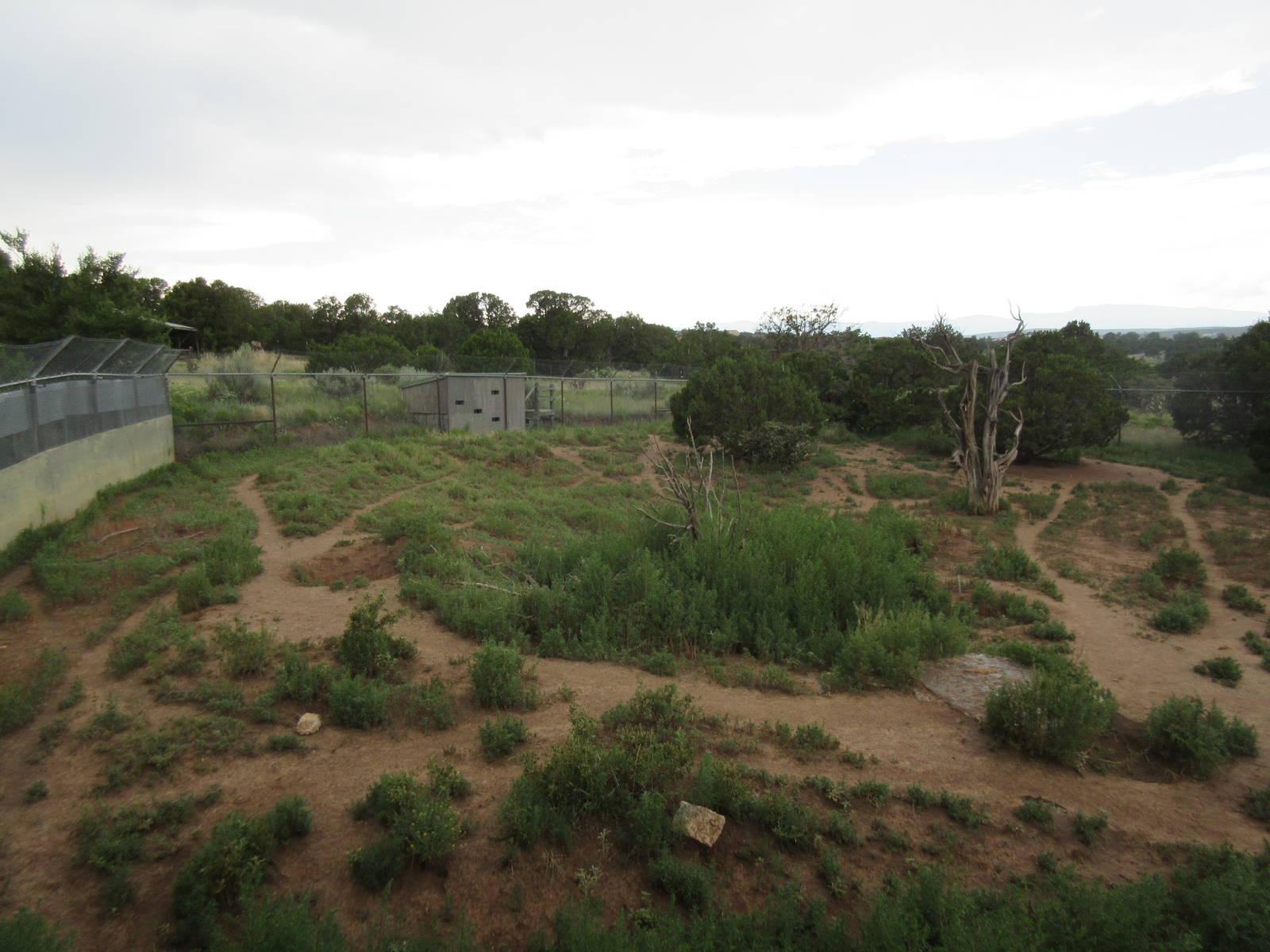 Mexican Grey Wolf Exhibit #2