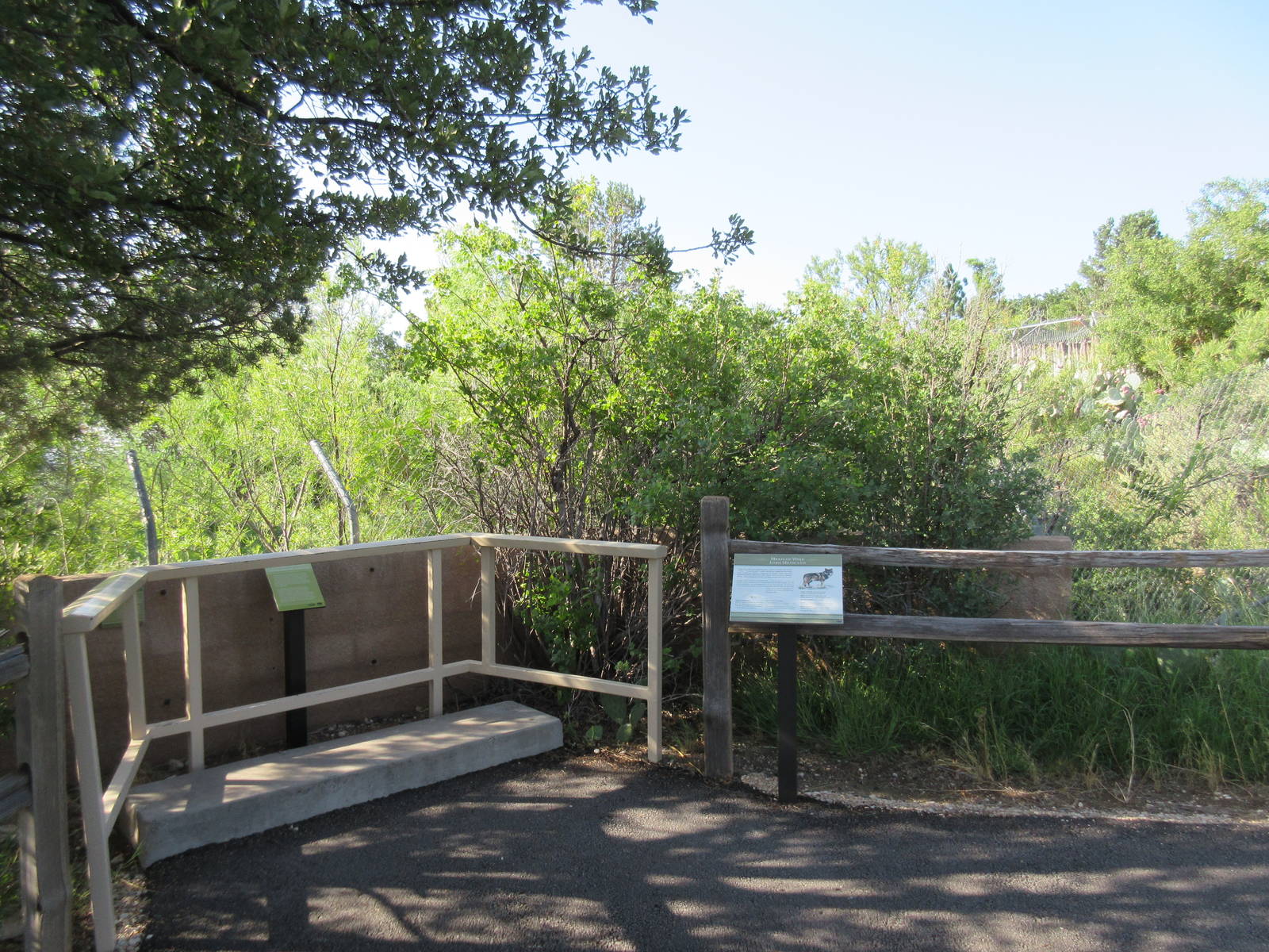 Mexican Grey Wolf Exhibit - Viewing Area