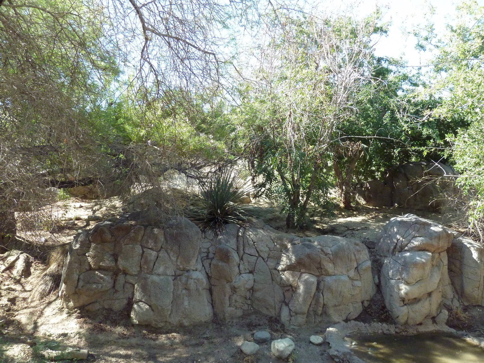 Mexican Grey Wolf Exhibit