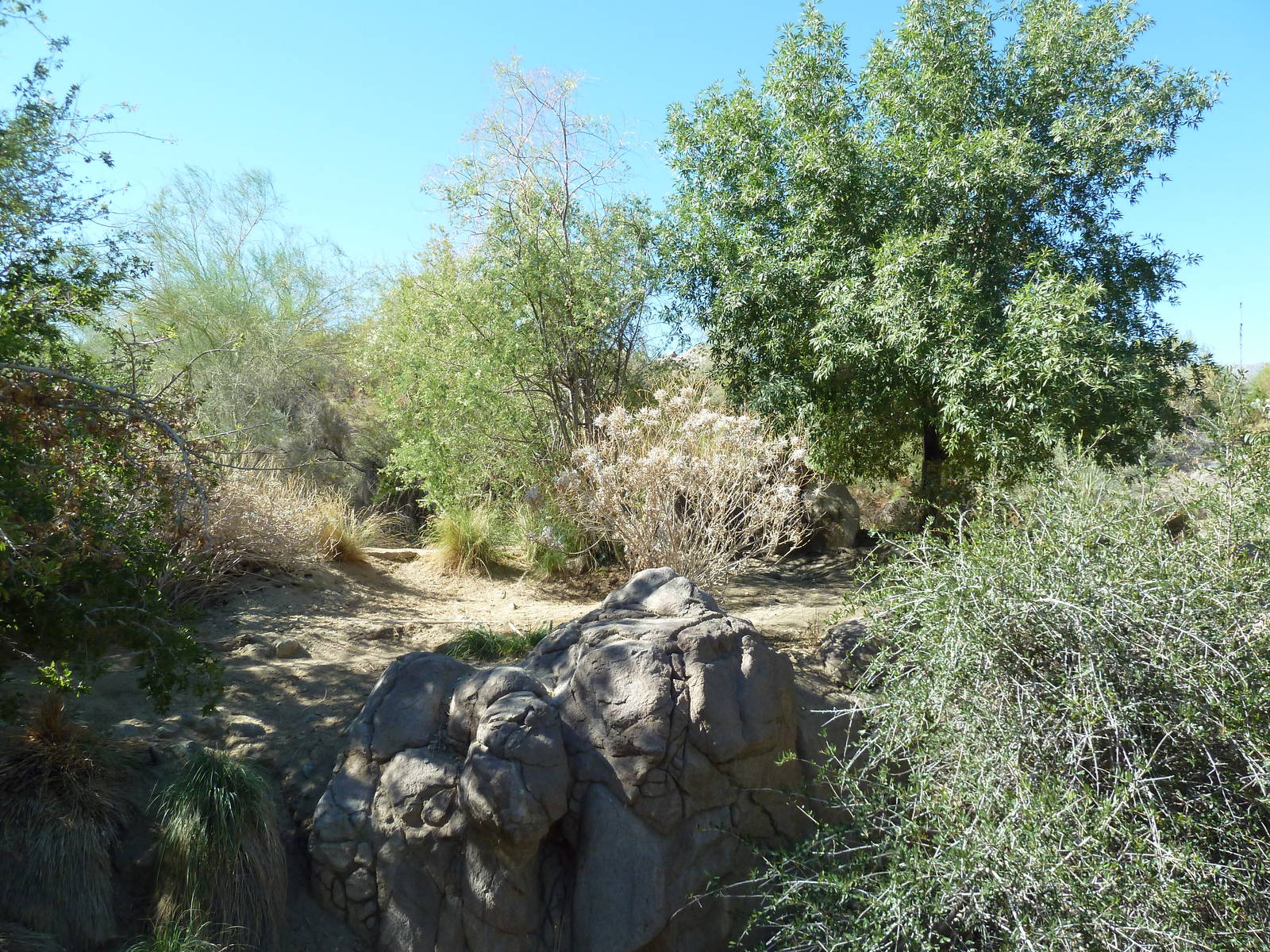 Mexican Grey Wolf Exhibit