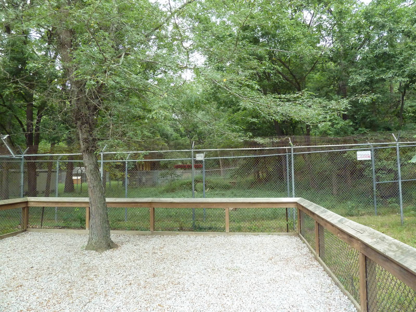 Mexican Grey Wolf Exhibit
