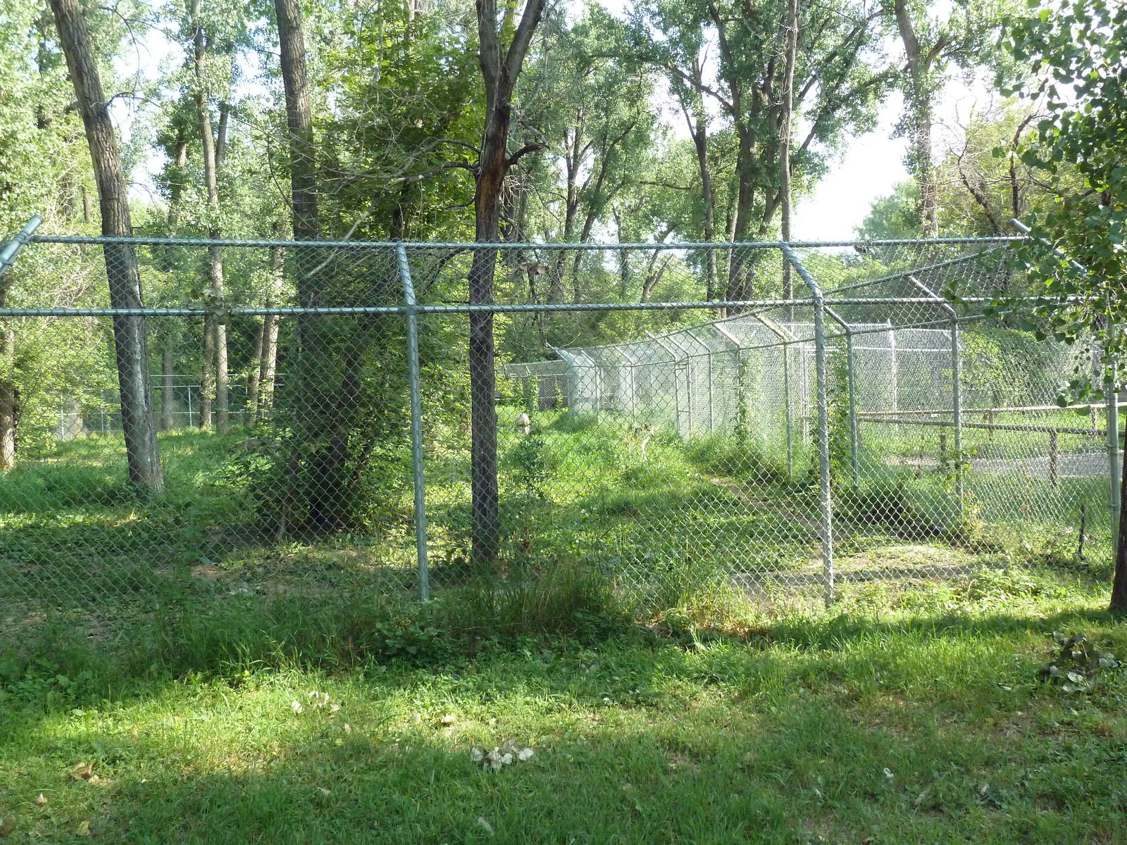 Mexican Grey Wolf Exhibit