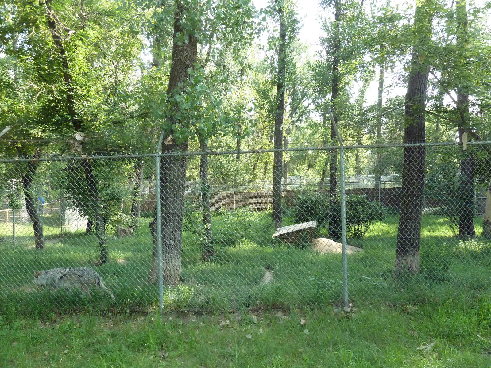 Mexican Grey Wolf Exhibit