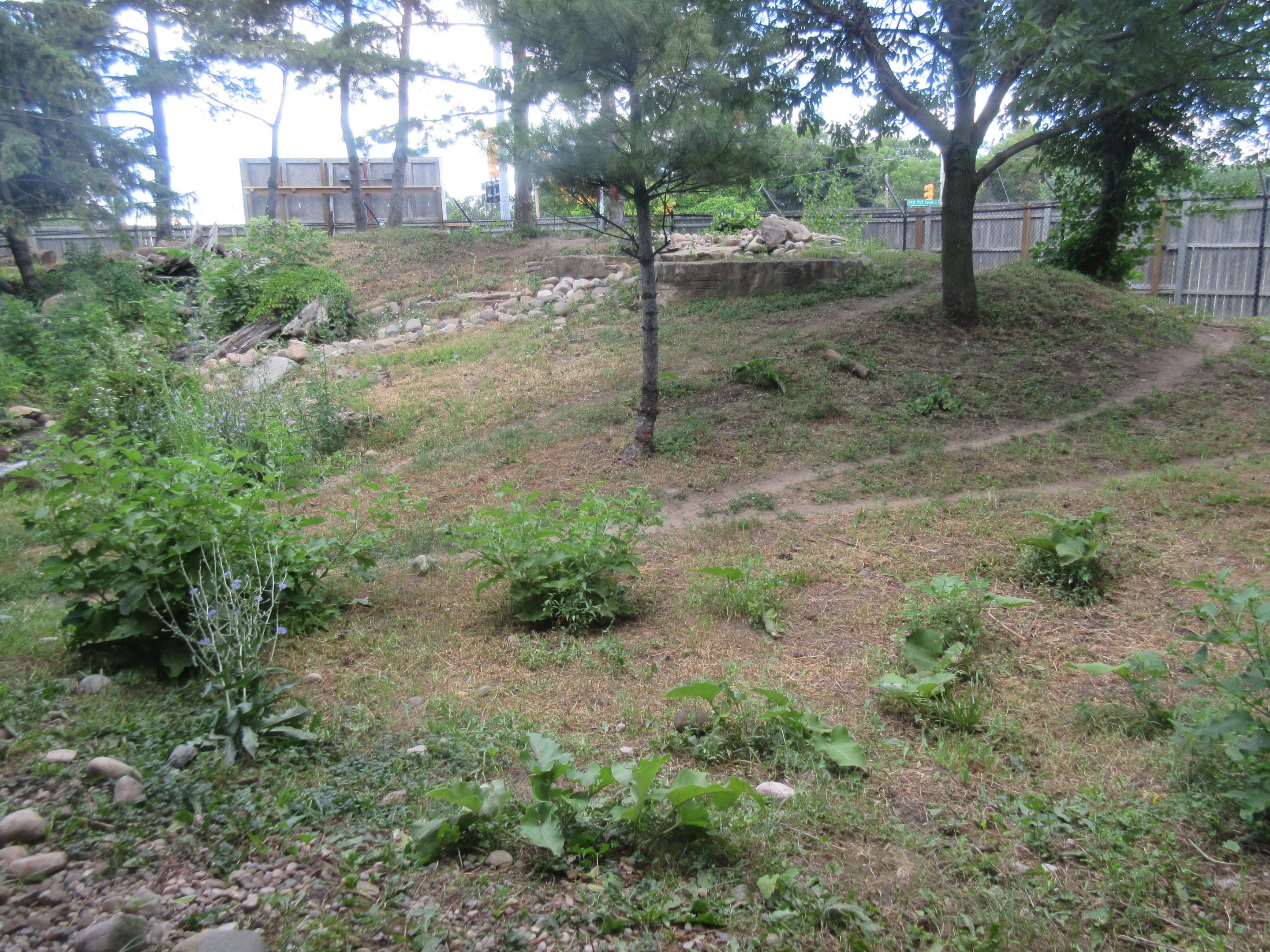 Mexican Grey Wolf Exhibit