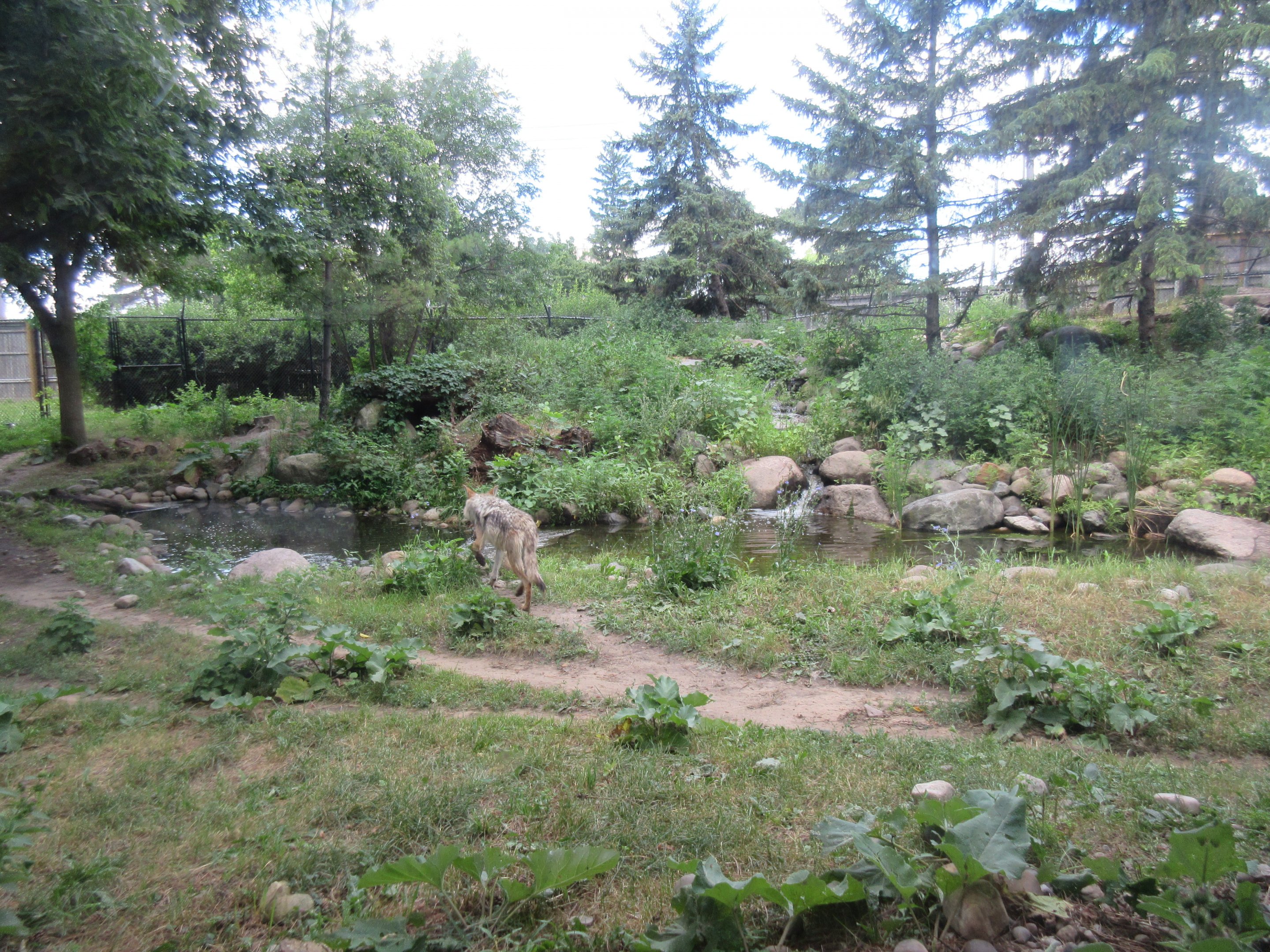 Mexican Grey Wolf Exhibit