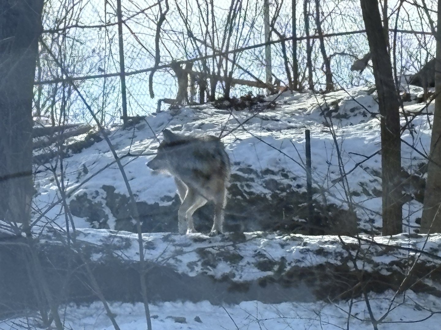 Mexican Grey Wolf - Jan 26 2025