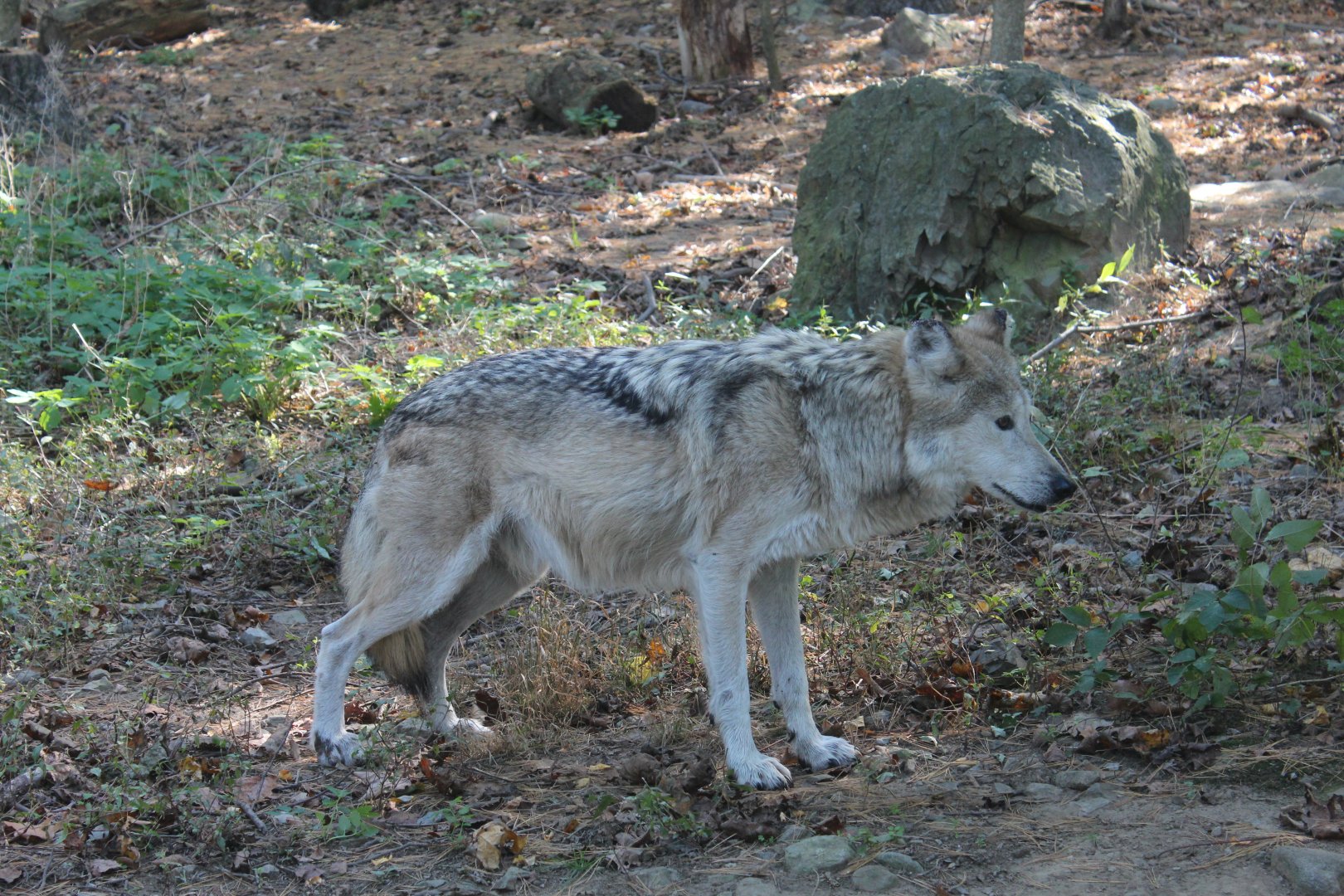 Mexican Grey Wolf - Oct 2017