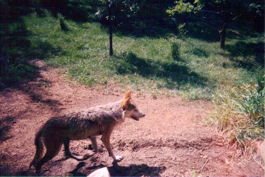 Mexican Grey Wolf