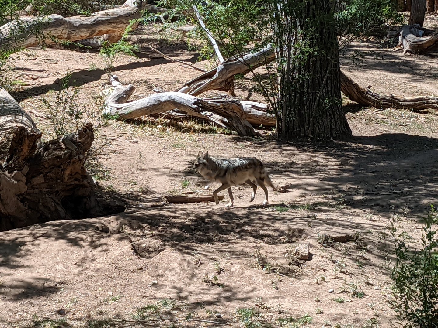 Mexican grey wolf