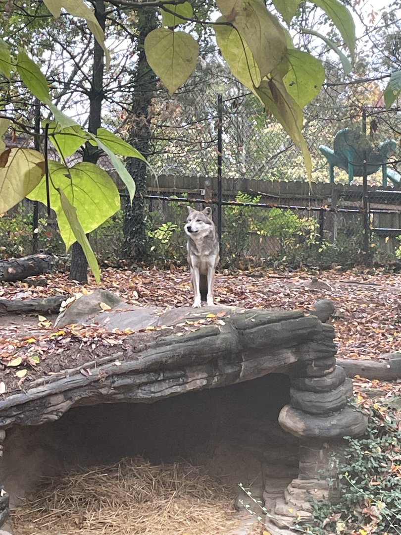 Mexican Grey Wolf