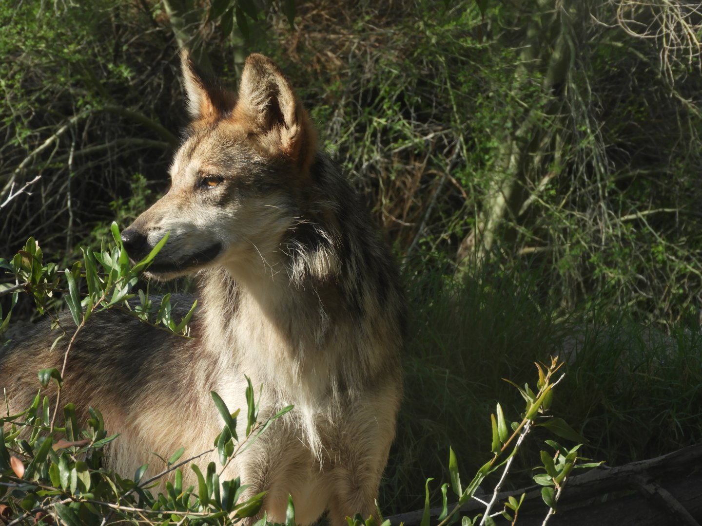 Mexican grey wolf