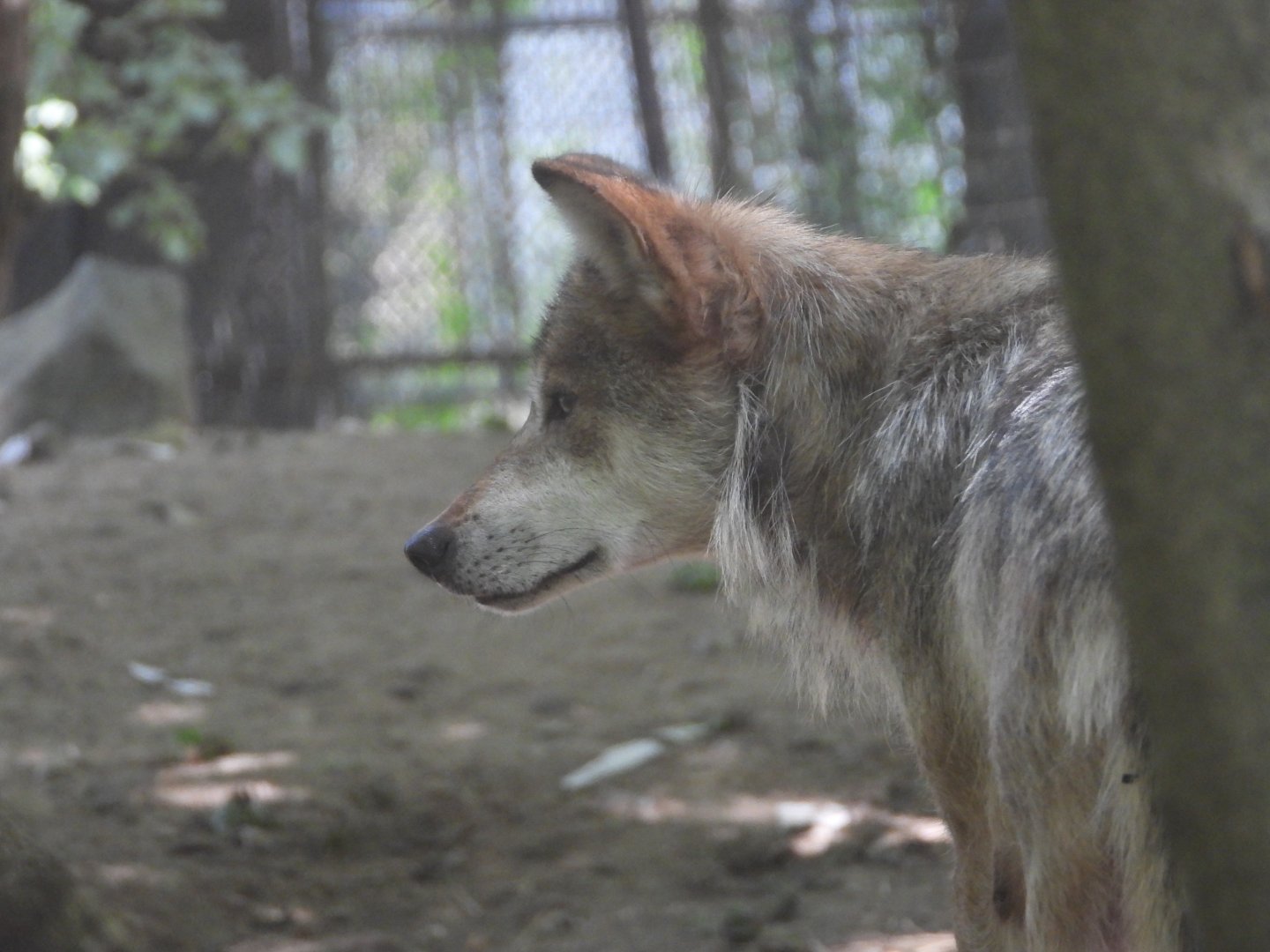Mexican grey wolf