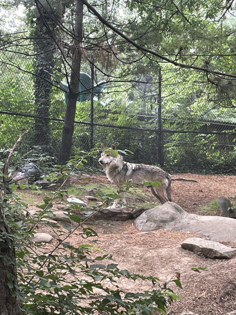 Mexican Grey Wolf
