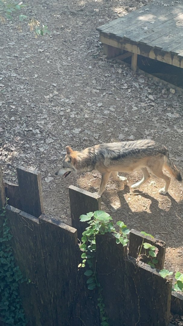 Mexican Grey Wolf