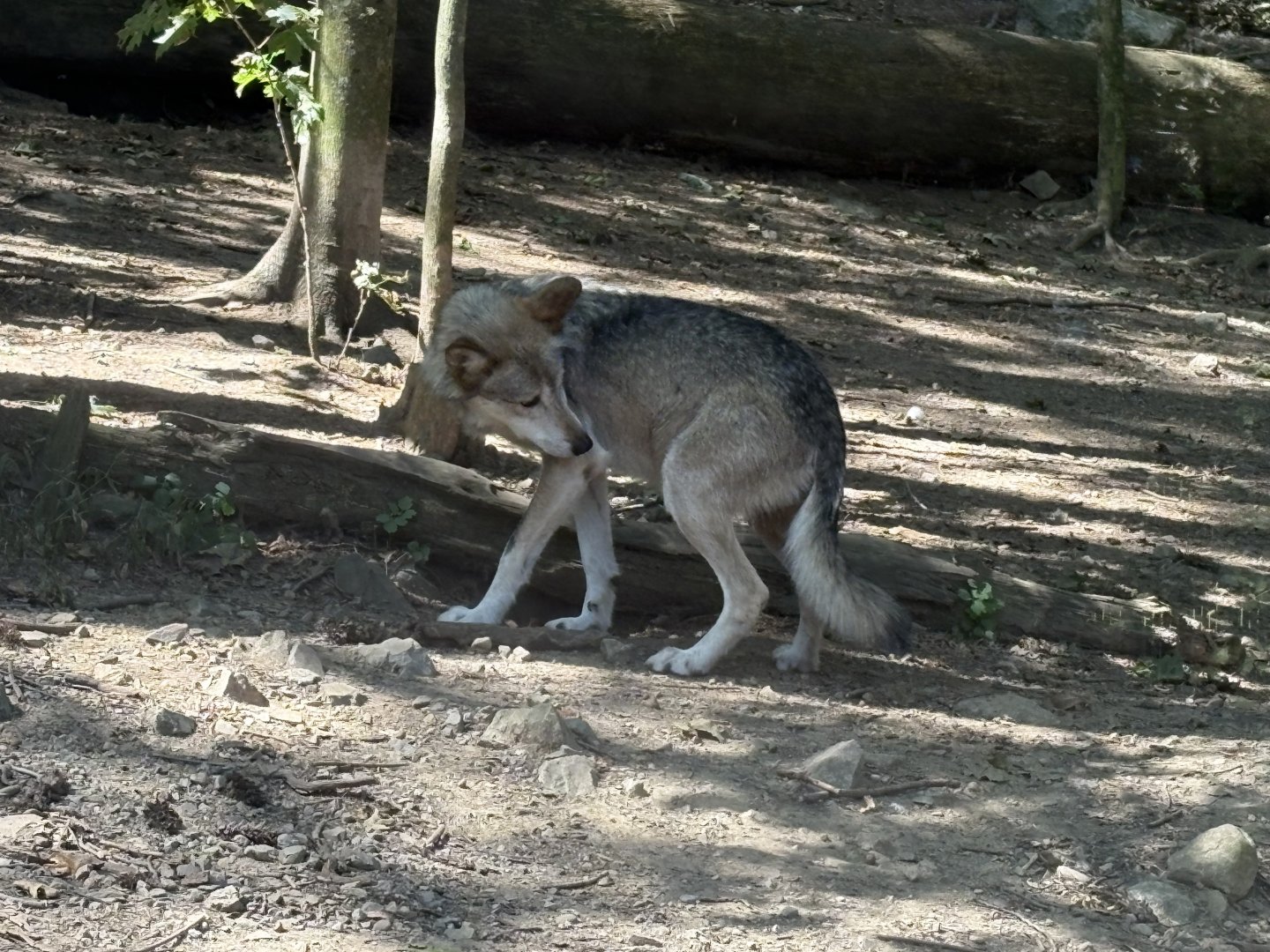 Mexican Grey Wolf