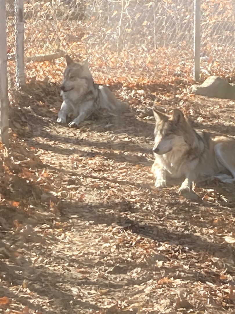Mexican Grey Wolves 12/13/21