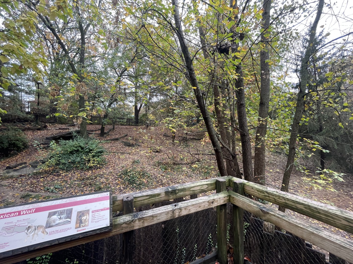 Mexican Grey Wolves Exhibit