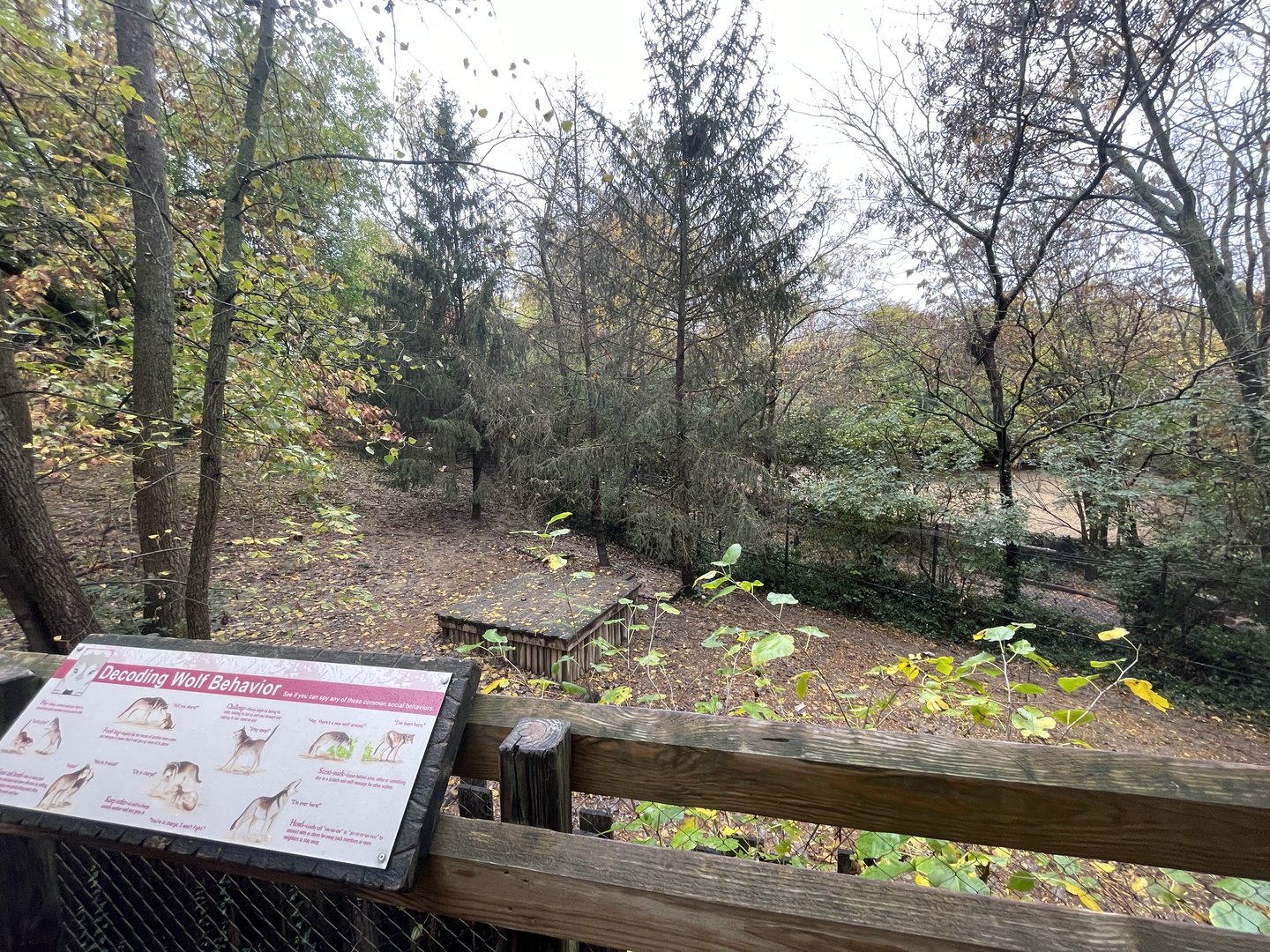 Mexican Grey Wolves Exhibit