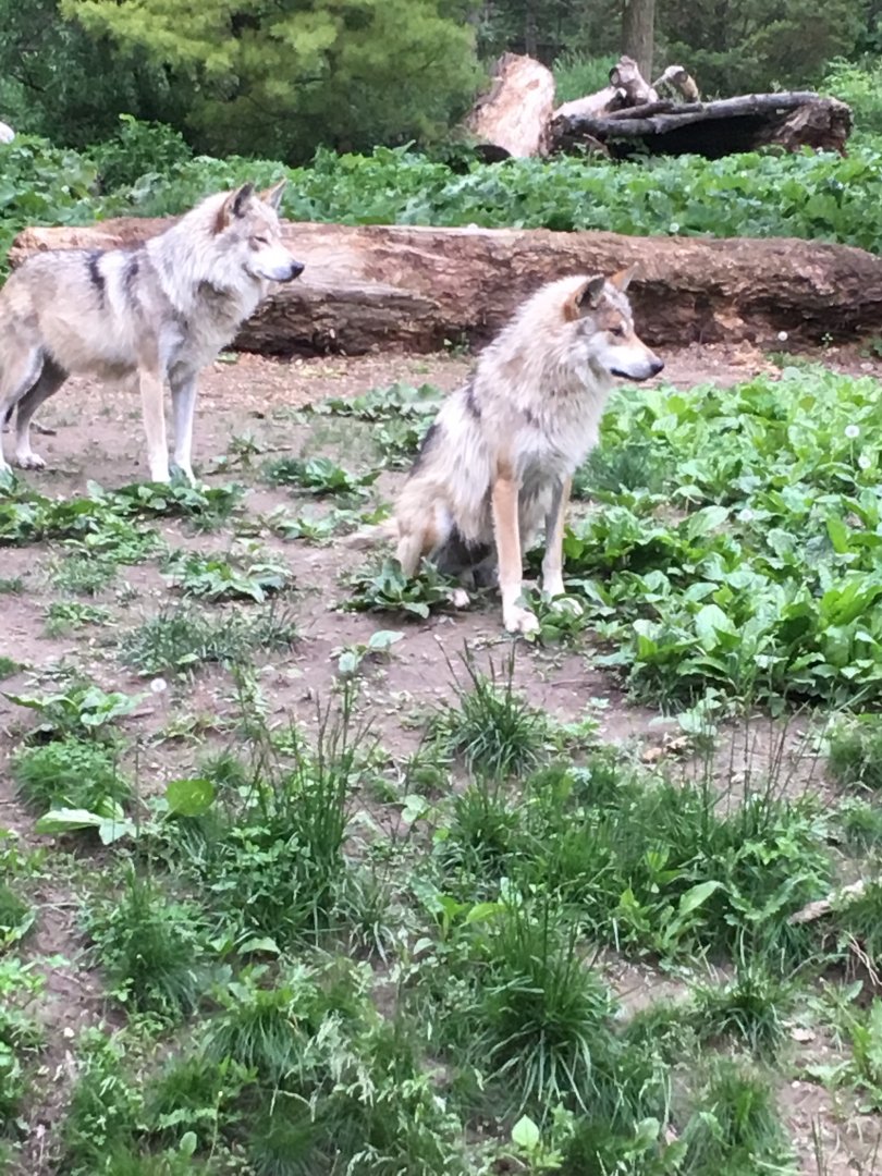 Mexican Grey Wolves