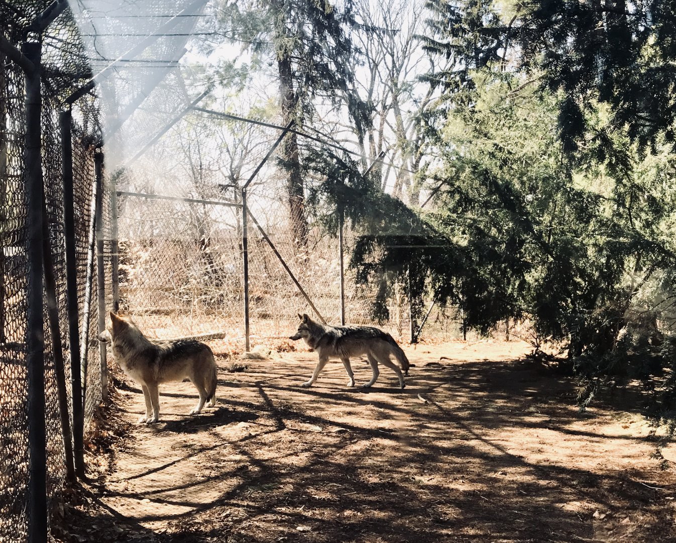 Mexican Grey Wolves