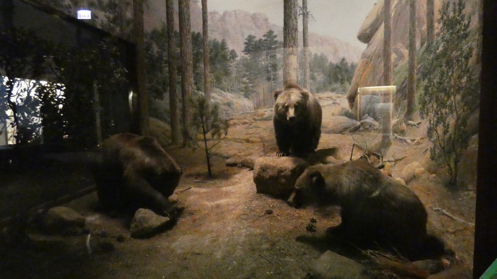 Mexican Grizzlies, American Wilderness Display - Feb. 2022