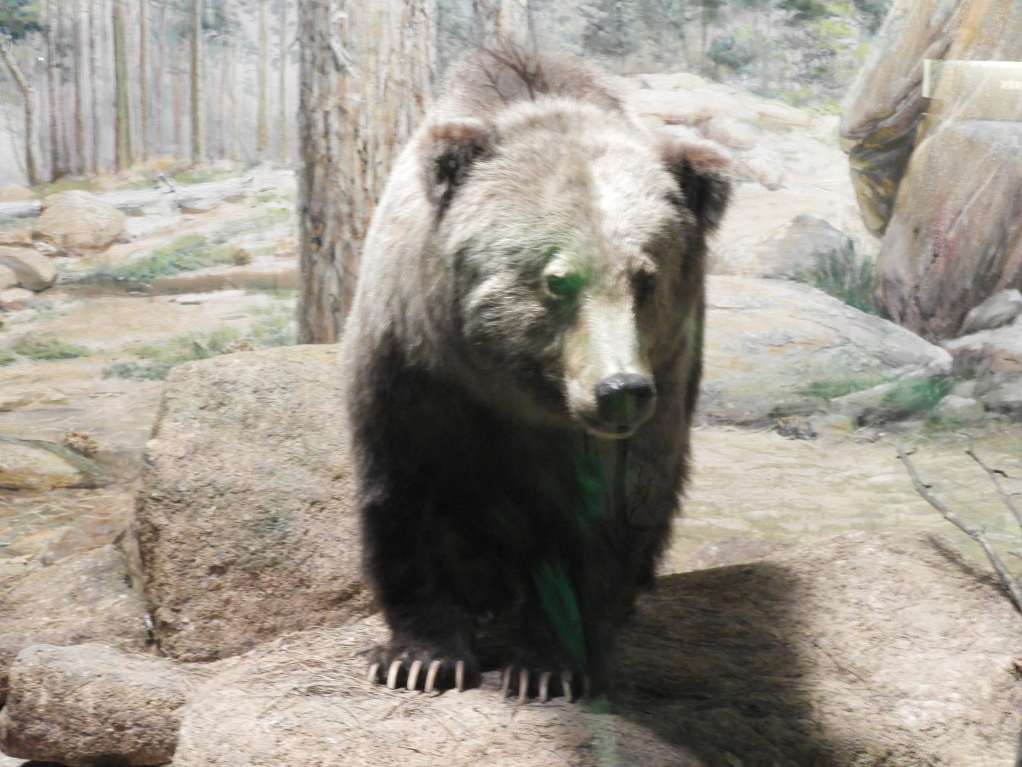 Mexican Grizzly Bear (Ursus arctos nelsoni) taxidermy specimen