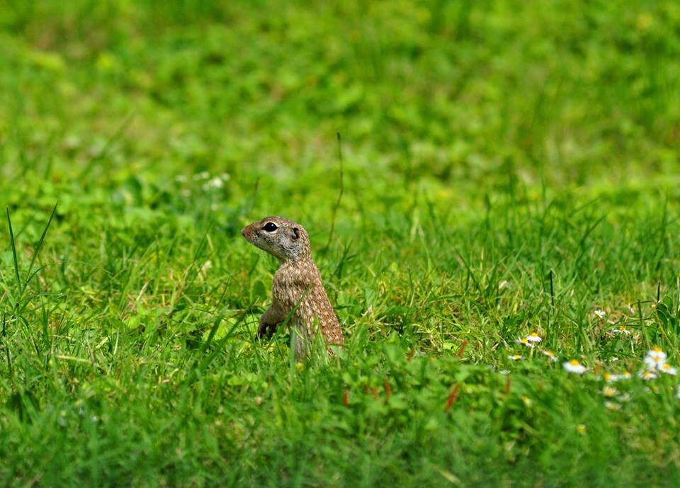 Mexican Ground Squirrel - Texas