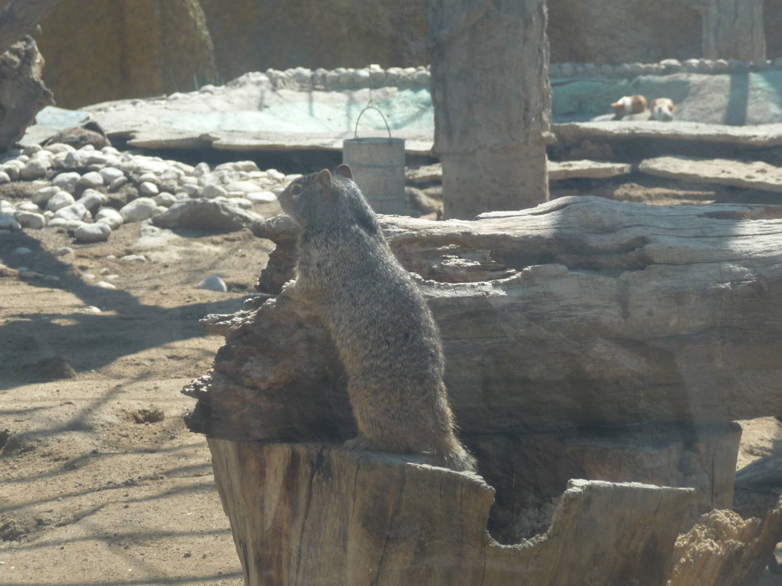 mexican ground squirrel zoologico del altiplano tlaxcala