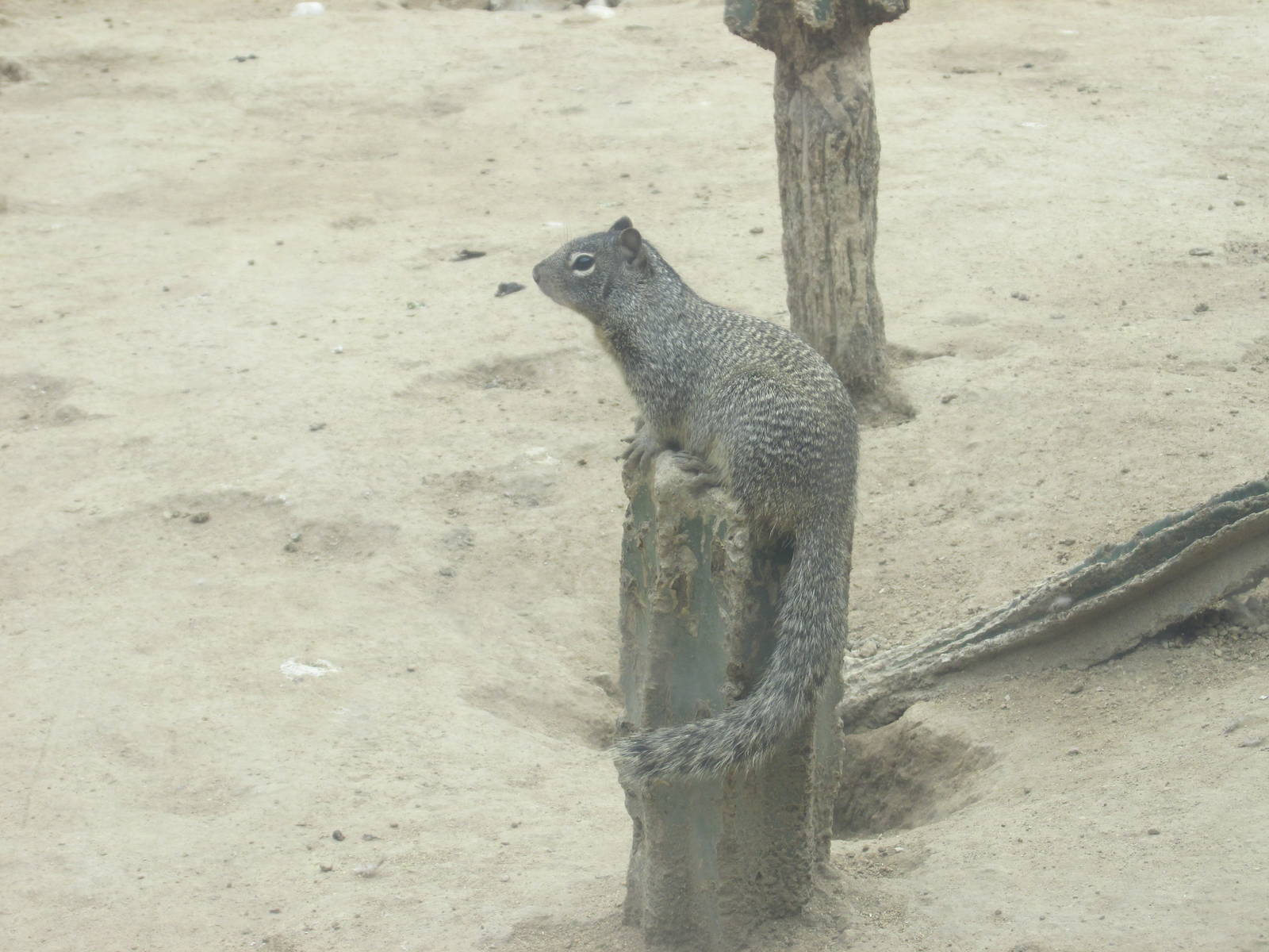 mexican ground squirrel zoologico del altiplano