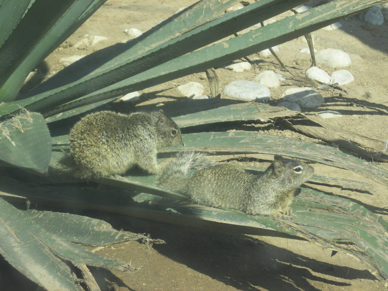 mexican ground squirrel zoologico del altiplano
