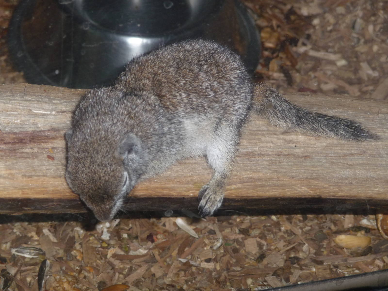 MEXICAN GROUND SQUIRREL