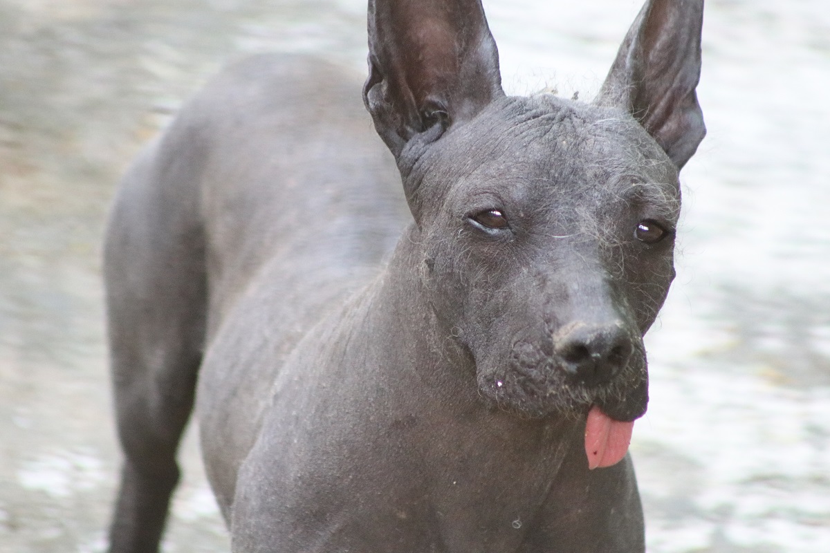 Mexican Hairless Dog (Canis familiaris)