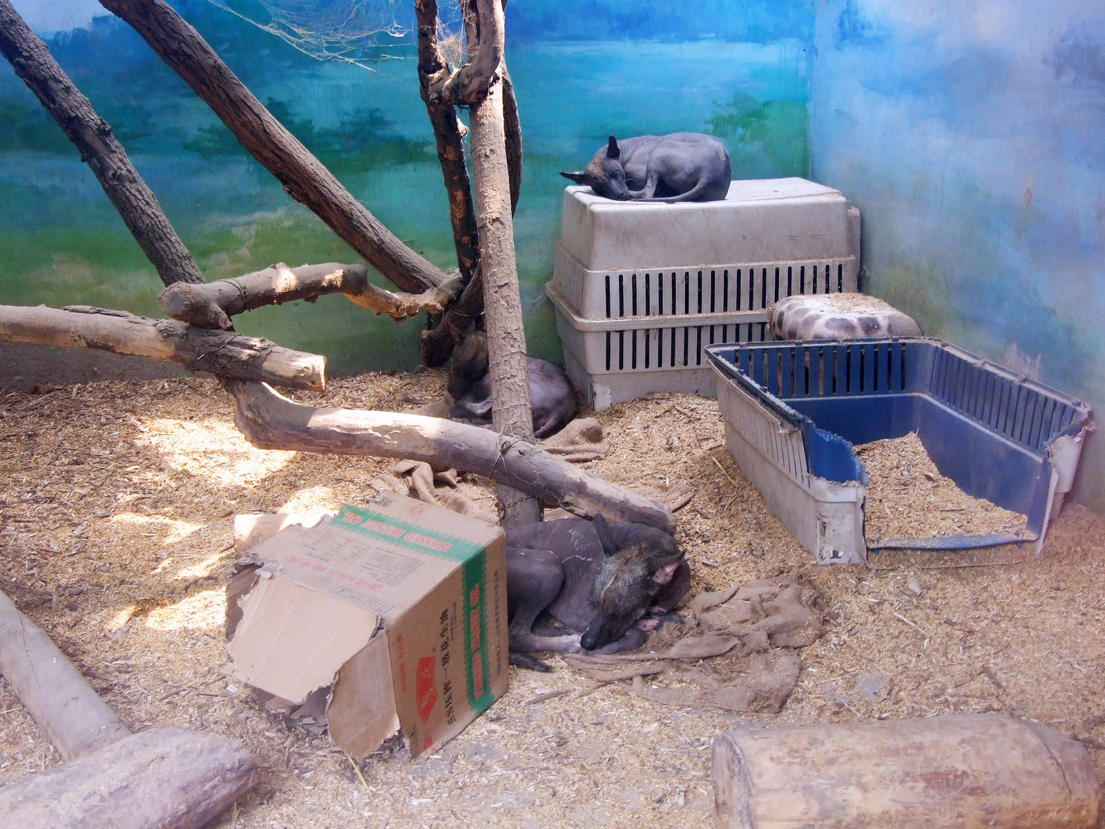 Mexican Hairless Dog