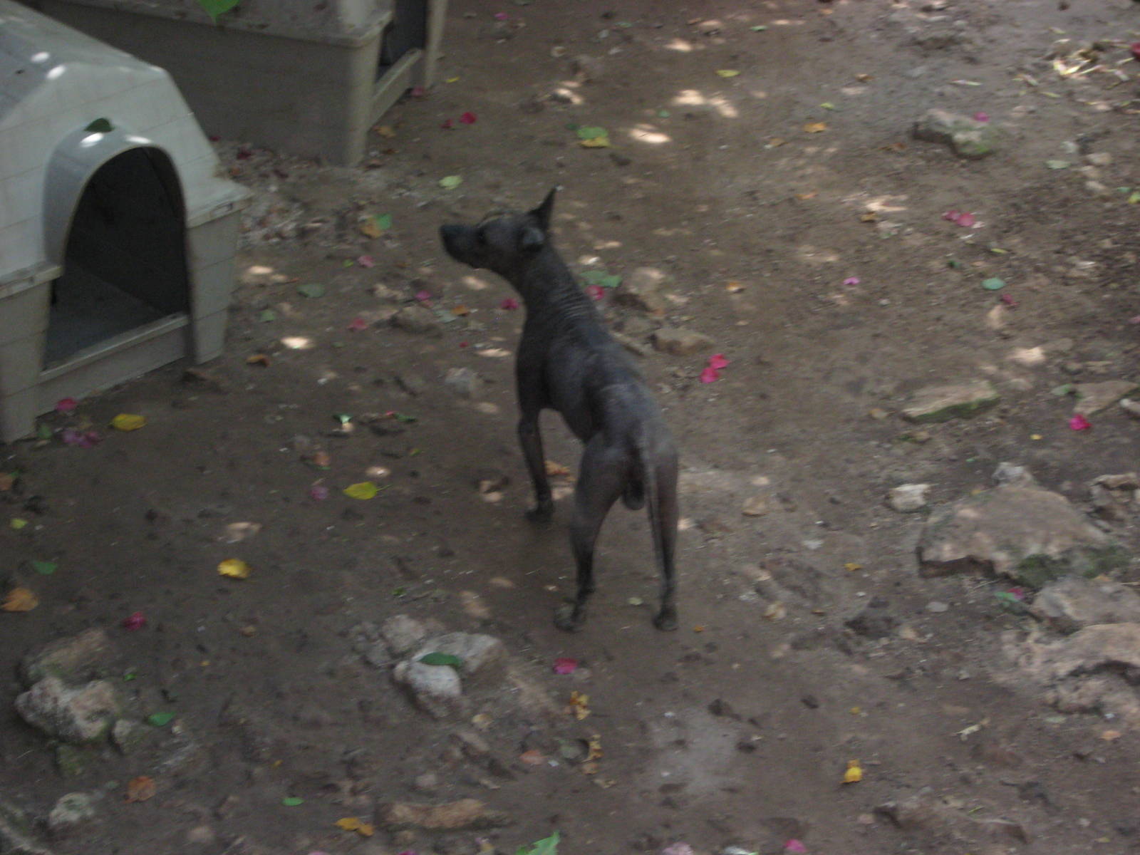 Mexican Hairless dog