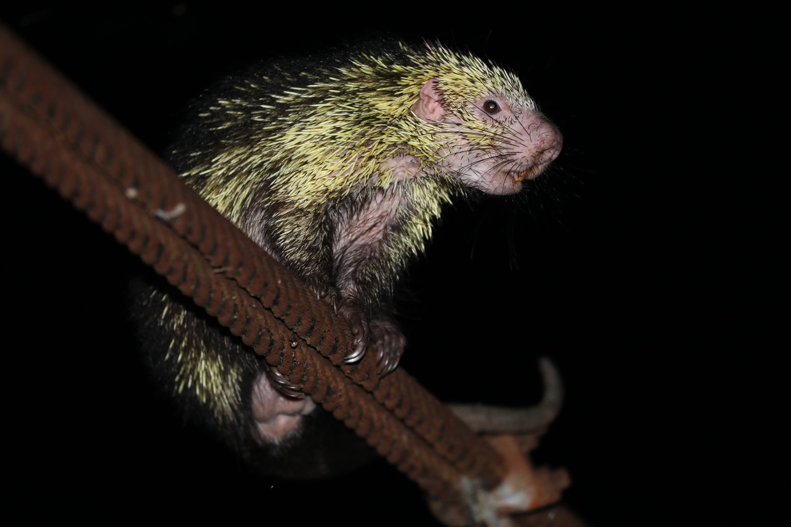 Mexican hairy dwarf porcupine (Coendou mexicanus)