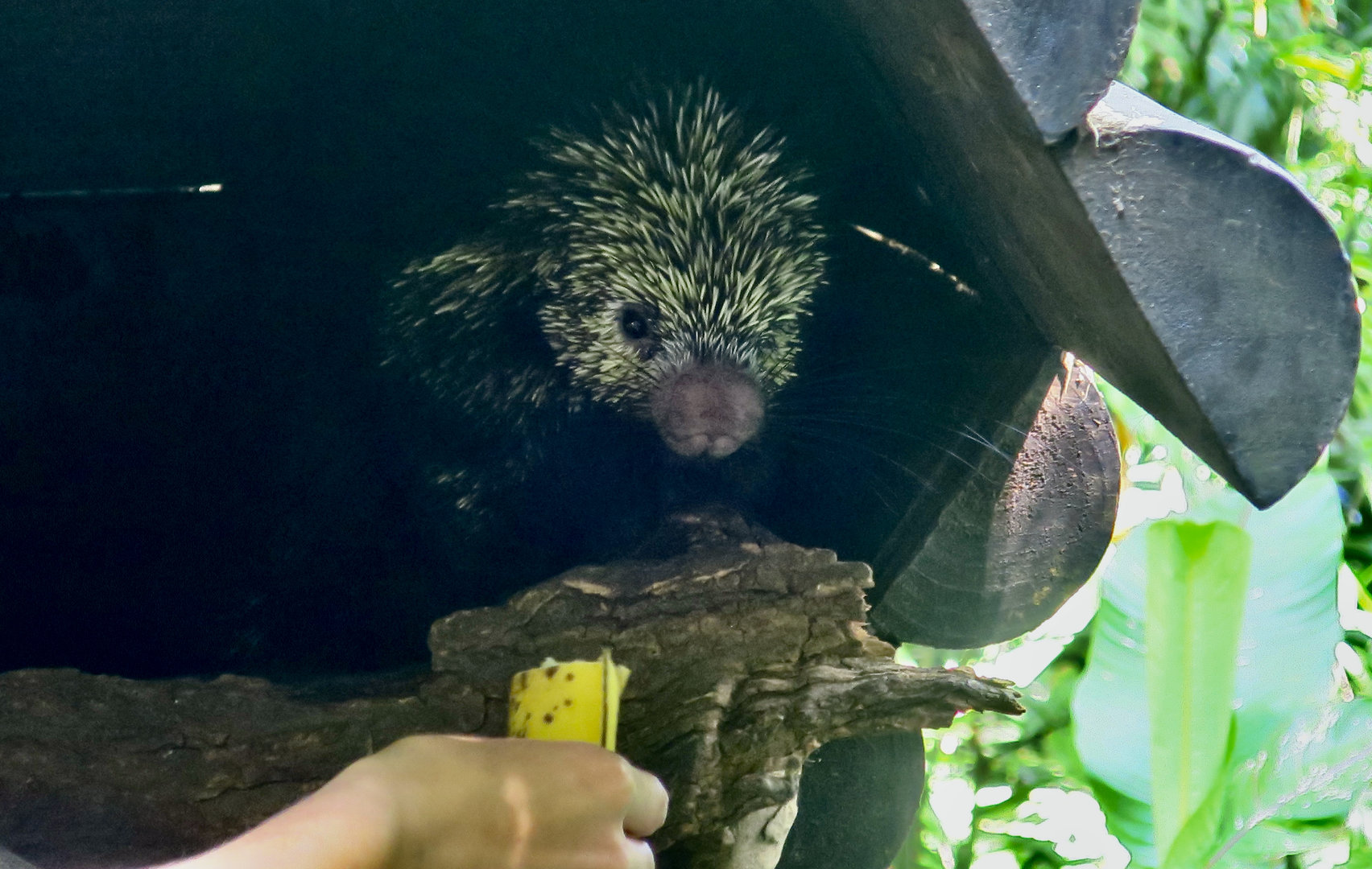 Mexican Hairy Dwarf Porcupine (Coendou mexicanus)