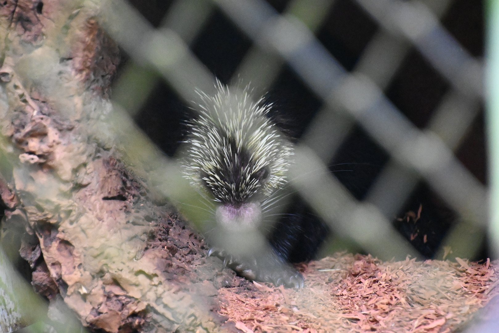 Mexican Hairy Dwarf Porcupine (Coendou mexicanus)