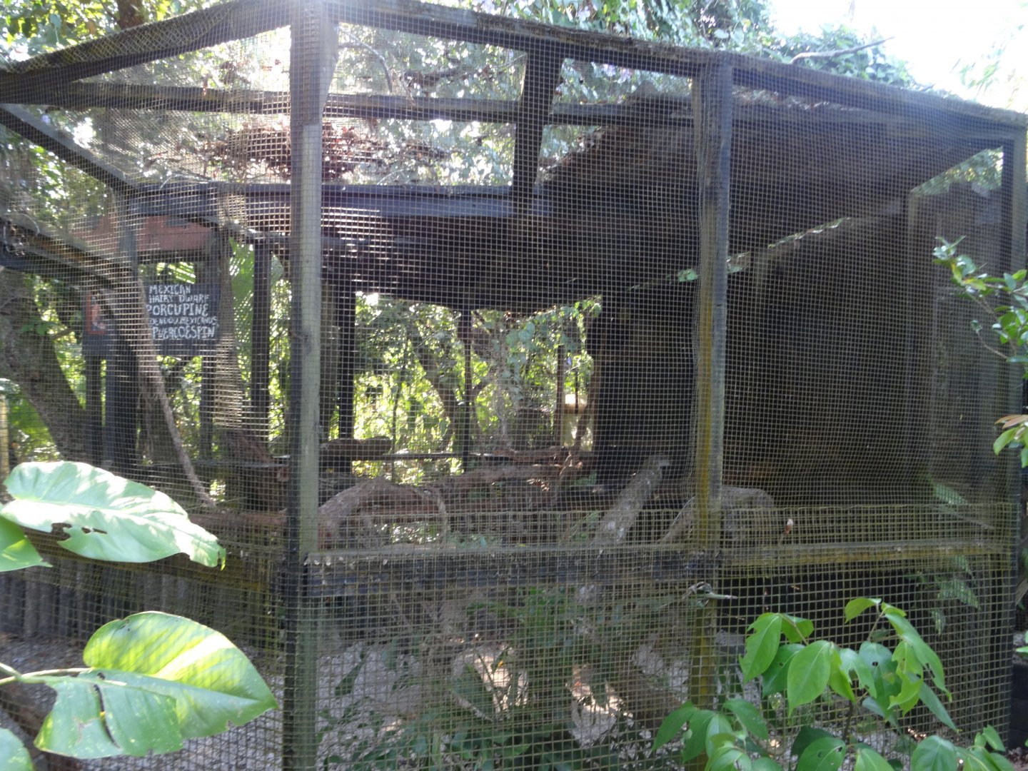 Mexican Hairy Dwarf Porcupine Exhibit