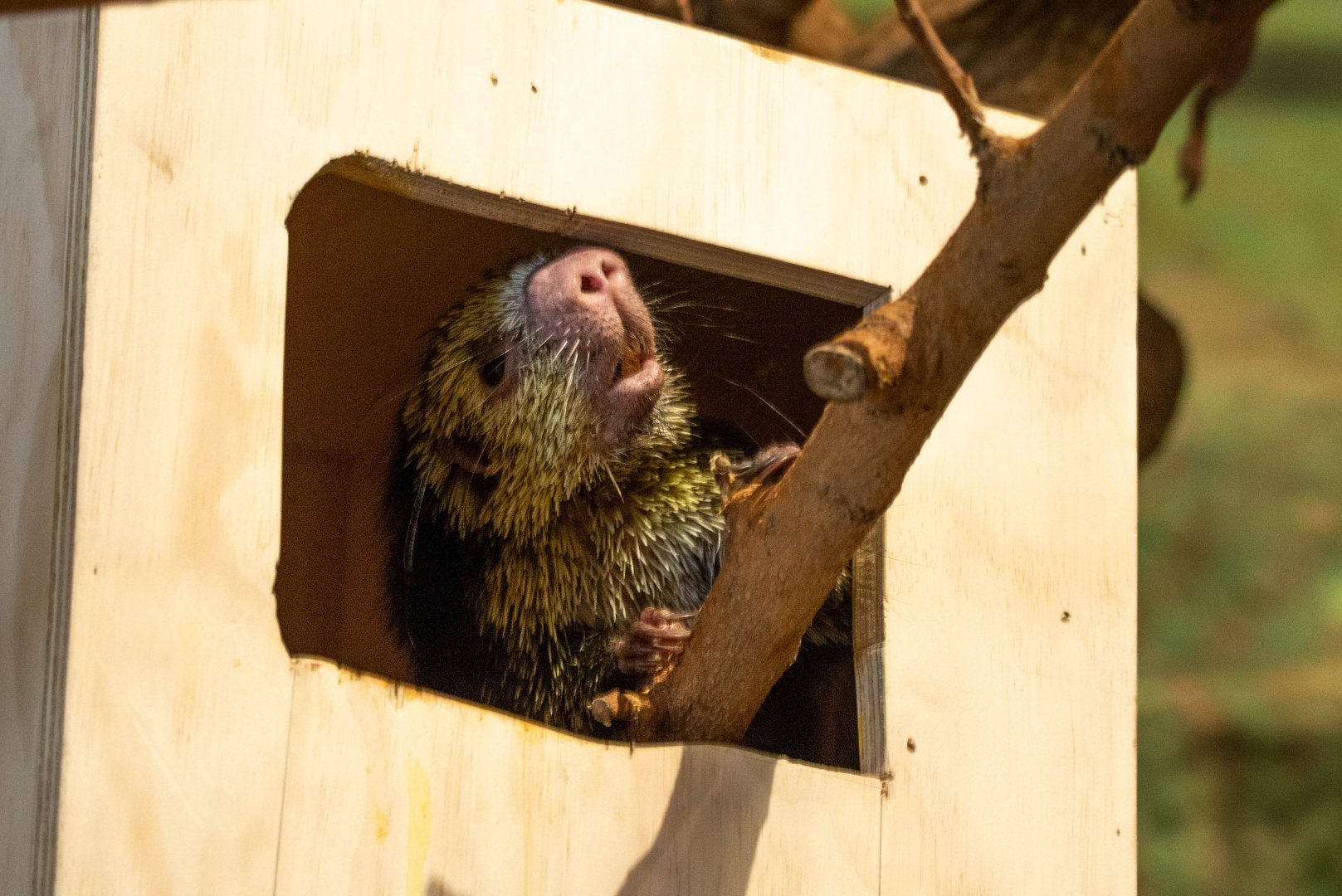 Mexican Hairy Dwarf Porcupine- (Sphiggurus mexicanus)
