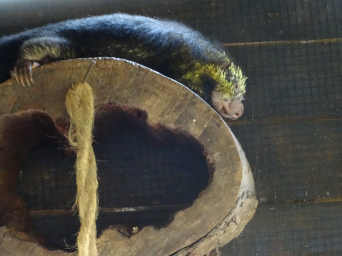 Mexican Hairy Dwarf Porcupine