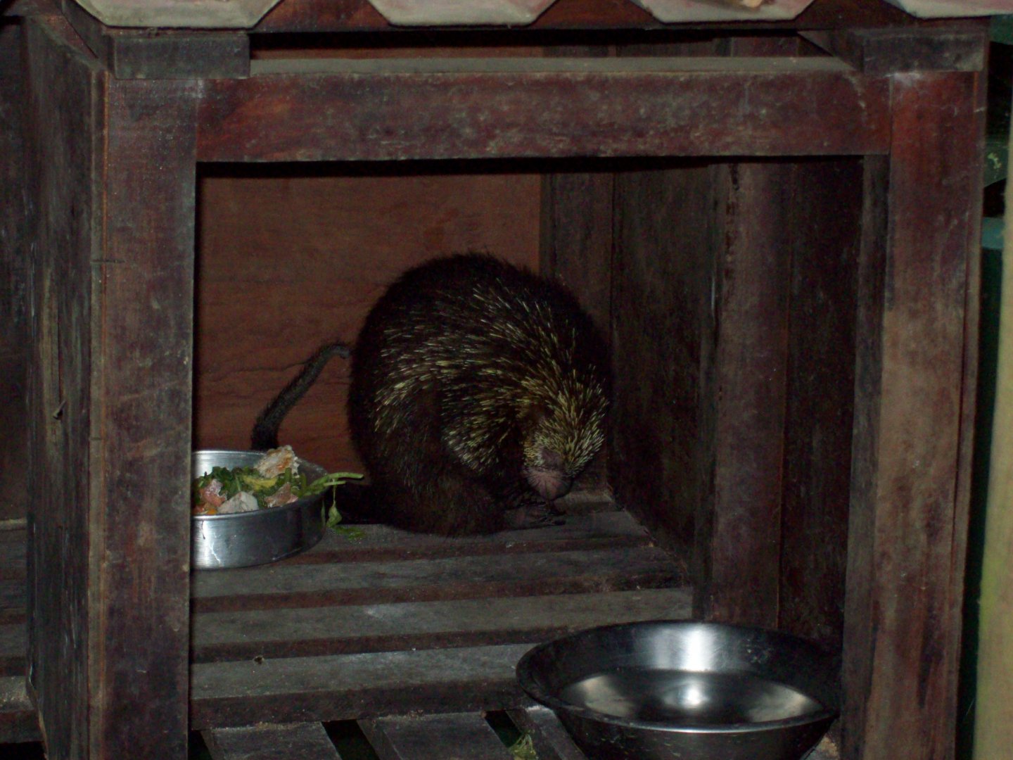 Mexican Hairy Porcupine