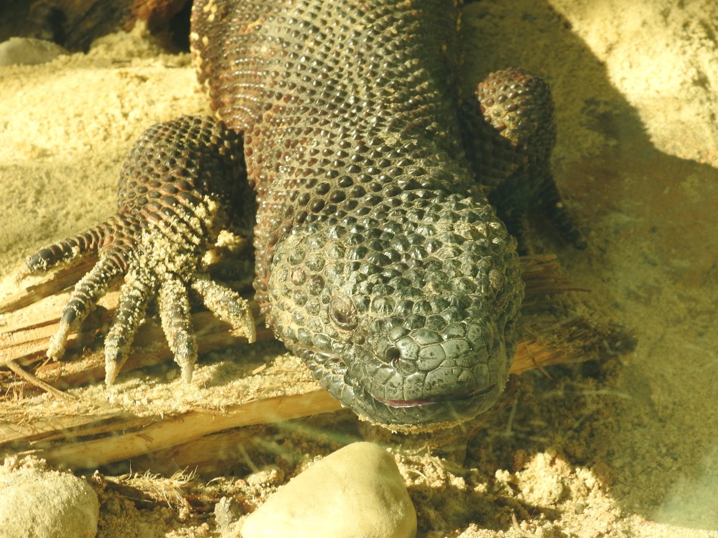 Mexican heloderma(Heloderma horridum)